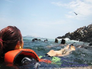 Flotando con el cuerpo relajado los lobos marinos se acercan a curiosear