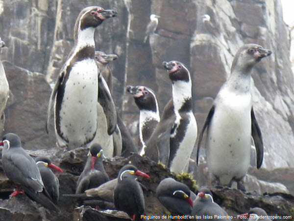 Los Pinguinos de Humboldt son preciosas aves marinas que se ven en Islas Palomino