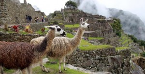Fotografía de llamas en los andenes cerca a Machu Picchu