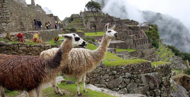 Imagen de andenes en la ciudadela de Machu Picchu y dos llamas.