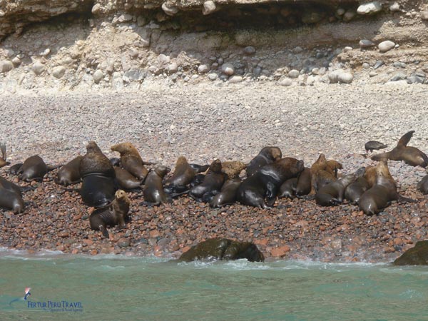 foto-lobos-marinos-islas-ballestas