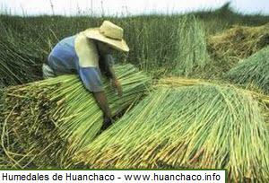 Humedales para el cultivo de la totora en Huanchaco.
