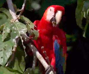 Guacamayo de cabeza roja en el Parque Nacional del Manu