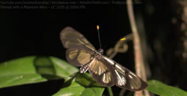 Video del vuelo de la Mariposa Methona Confusa