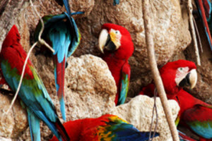 Familia de guacamayos azules y rojos en la selva peruana