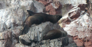 Lobos de mar de las Islas Ballestas en Pisco, Perú