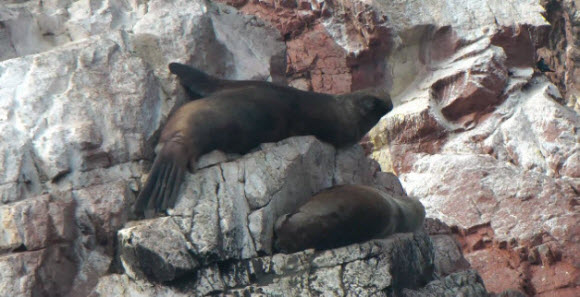 Foto de lobos marinos durmiendo en las rocas de las Islas Ballestas