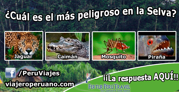 Conoce el animal más peligroso de la selva de Perú