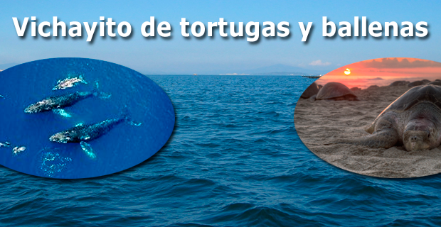 Avistamiento de ballenas jorobadas y tortugas en playas de Piura