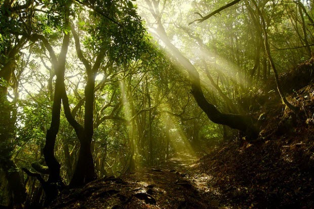 Imagen del Parque Nacional de Garajonay