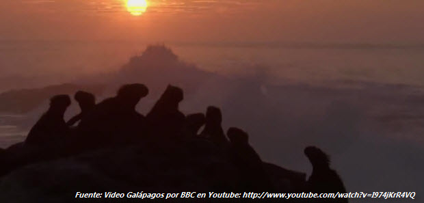 Puesta de sol y un grupo de iguanas de las Galápagos