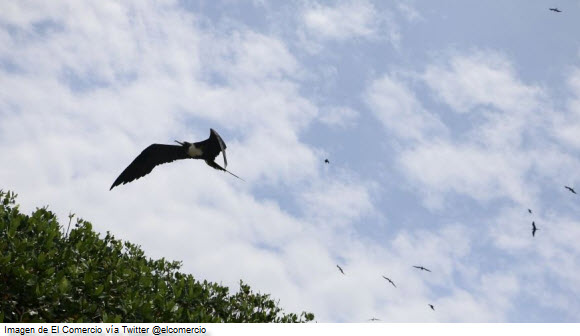 Observación de aves en los manglares de Tumbes