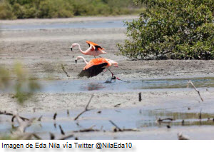 Flamencos o Parihuana de los Manglares de Tumbes