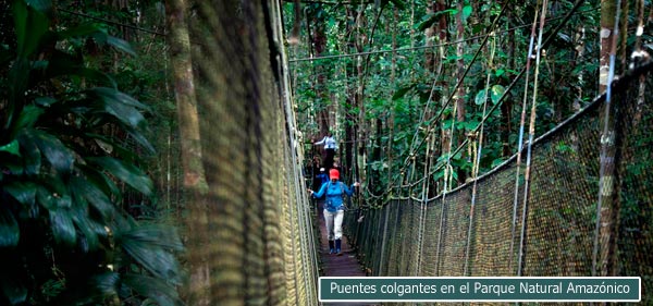 Puentes colgantes en el Parque Natural Amazónico