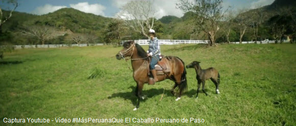 Criadora del Caballo Peruano de Paso en Panamá