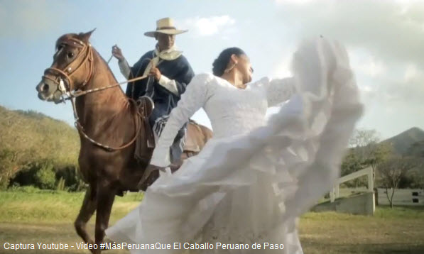 Foto del elegante y dócil Caballo Peruano de Paso y baile de La Marinera