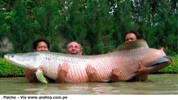 El Paiche, es el pez de agua dulce más grande del mundo