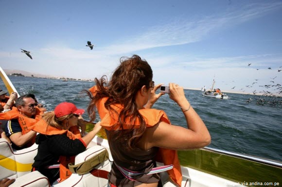 Observación de aves en las Islas Palomino Callao