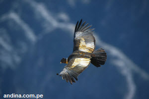 El vuelo del condor en el Valle del Colca, Arequipa, Perú.
