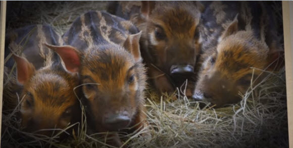 Disney's Animal Kingdom presente vídeo con los animales bebés nacidos en 2015