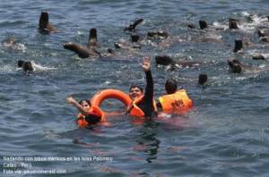 Pasajeros nadando bastante cerca de lobos marinos Foto de turistas nadando junto a lobos marinos en las Islas Palomino Callao