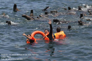 Foto de turistas nadando junto a lobos marinos en las Islas Palomino Callao