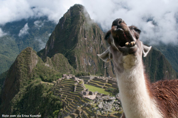 Foto de llama bostezando en Machu Picchu