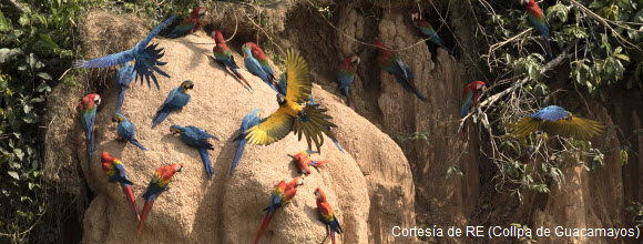 Observación de aves en la Collpa de loros y guacamayos de Tambopata
