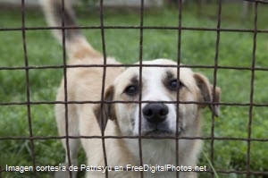 Perro parado tras malla protectora en campo con pasto verde