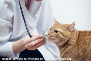 Imagen de médico veterinario con un gato en consultorio