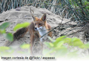 Fotografía de un zorro en el campo - vía Flickr