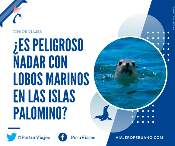 Lobos Marinos Callao: ¿Es peligroso nadar con lobos marinos?