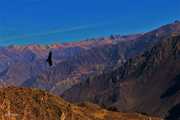 Vuelo del Cóndor en el Cañón del Colca, en Arequipa - Foto vía Pixabay