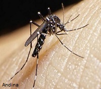 imagen de mosquito en piel humana - foto de andina.com.pe